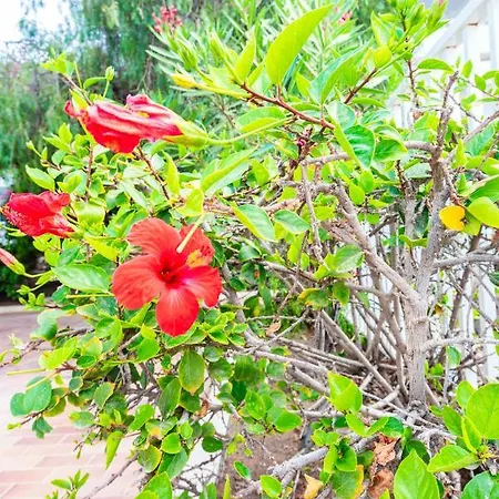 Rose *